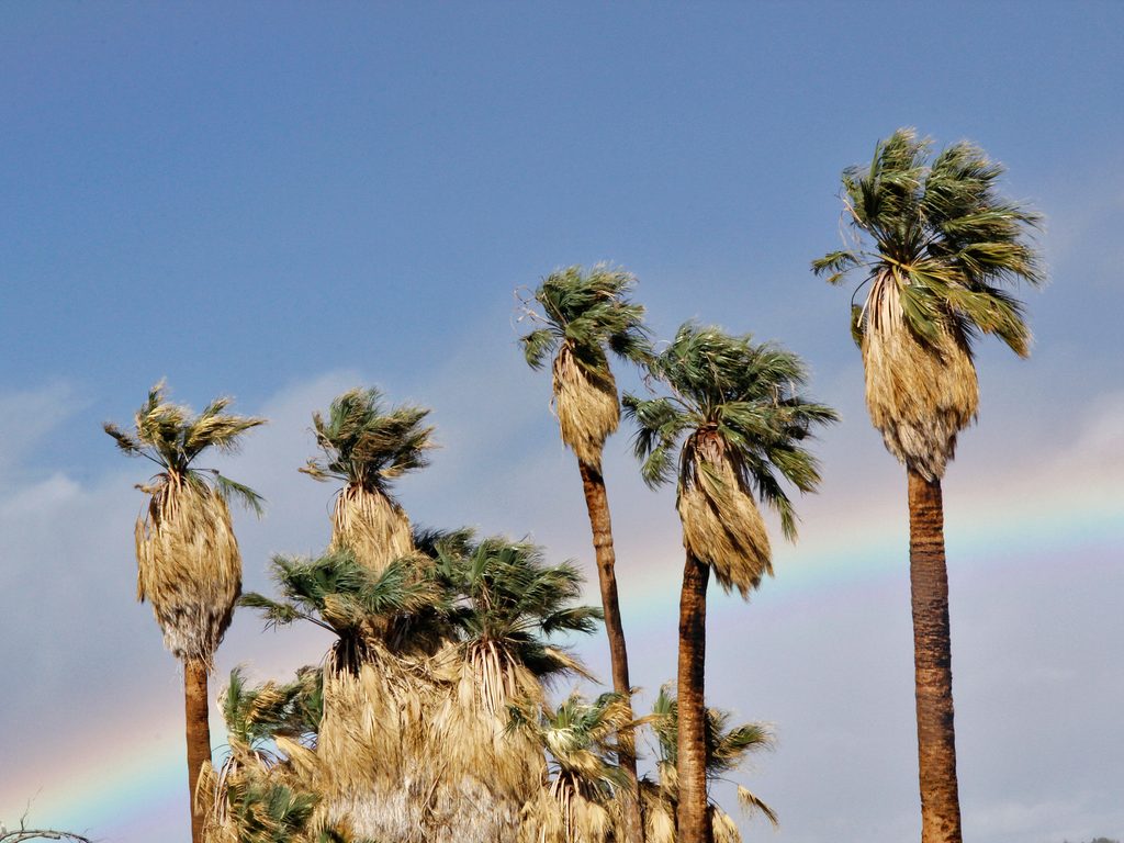 Oasis of Mara Overlook, Joshua Tree National Park