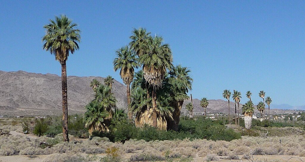 Oasis of Mara, Joshua Tree National Park