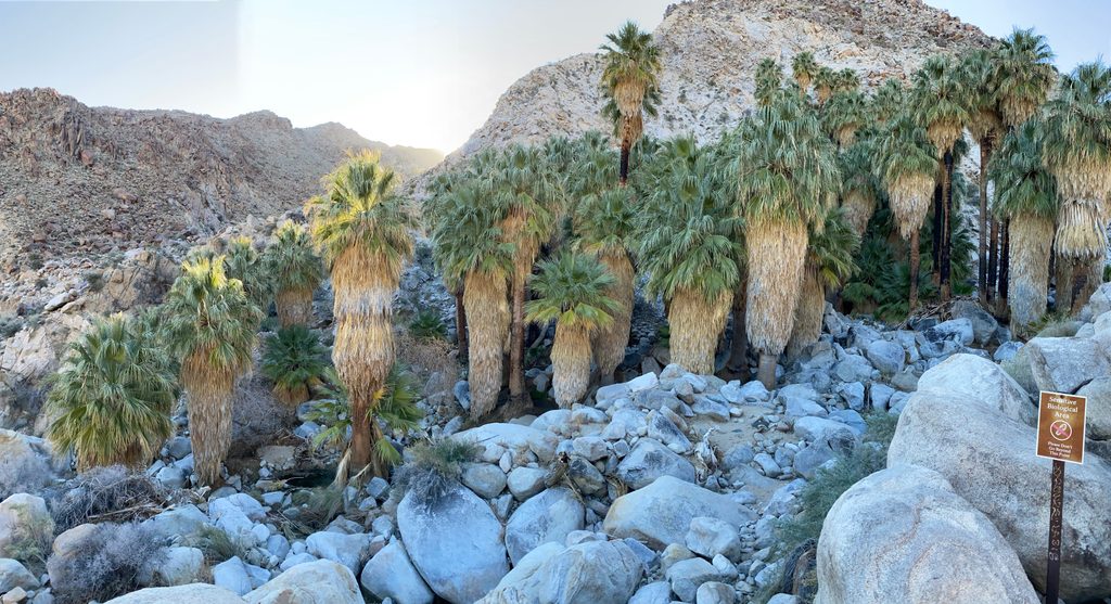 Fortynine Palms Oasis, Joshua Tree National Park