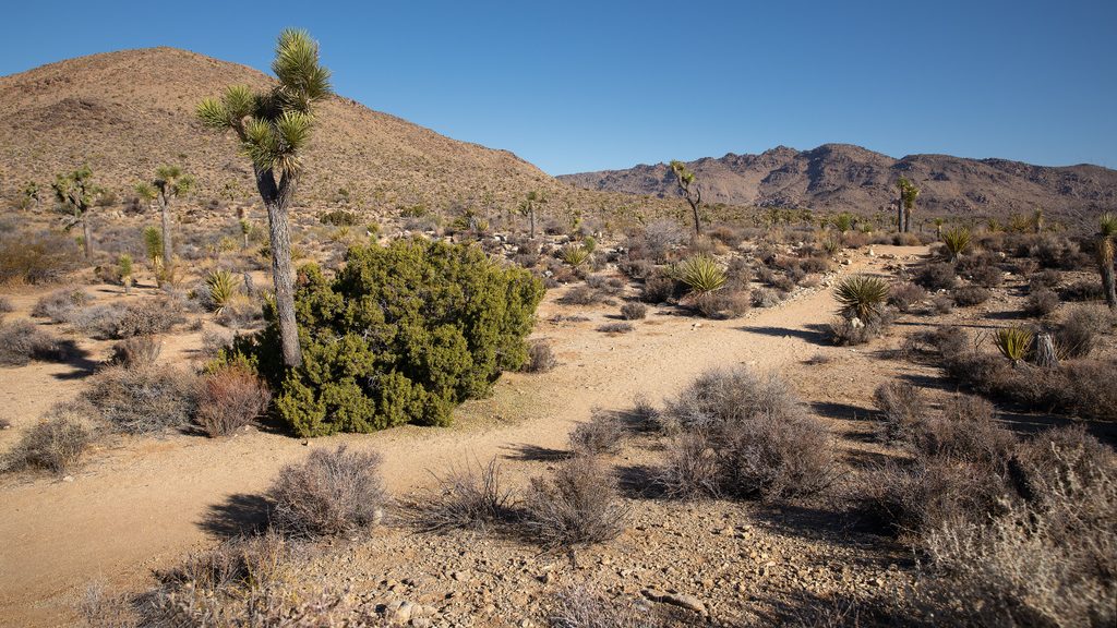 Pine City, Joshua Tree National Park
