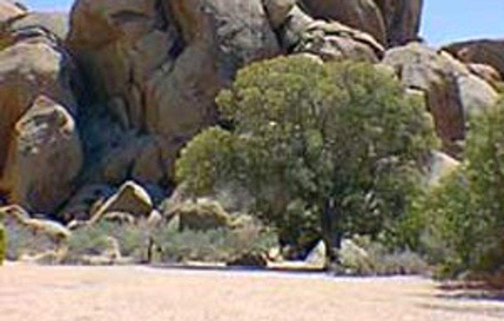 Live Oak Picnic Area, Joshua Tree National Park