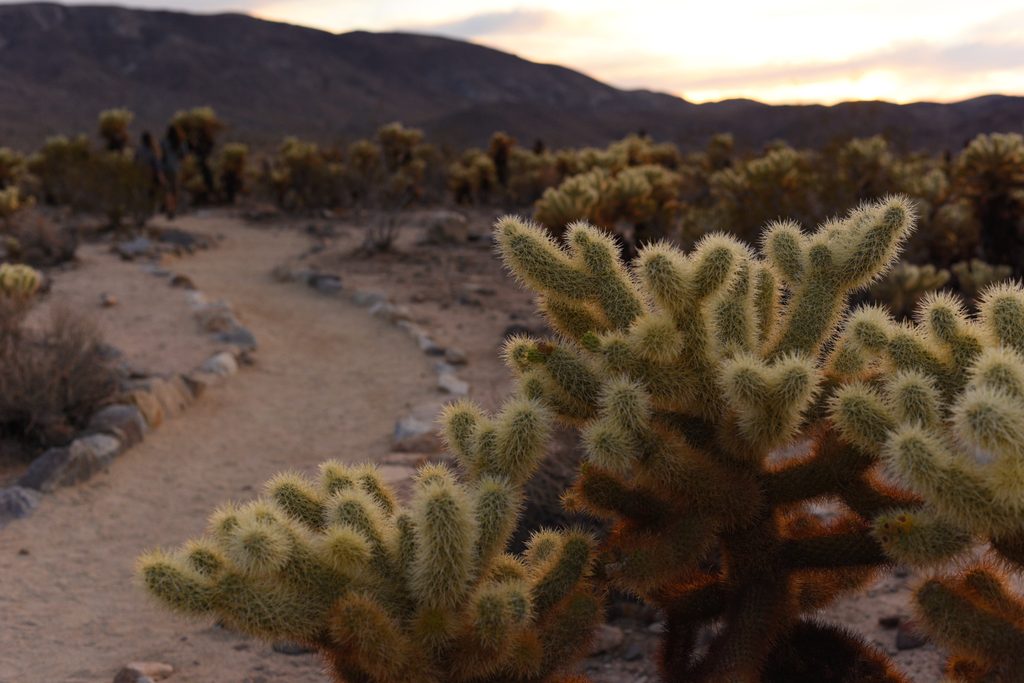 Cholla Cactus Garden, Joshua Tree National Park