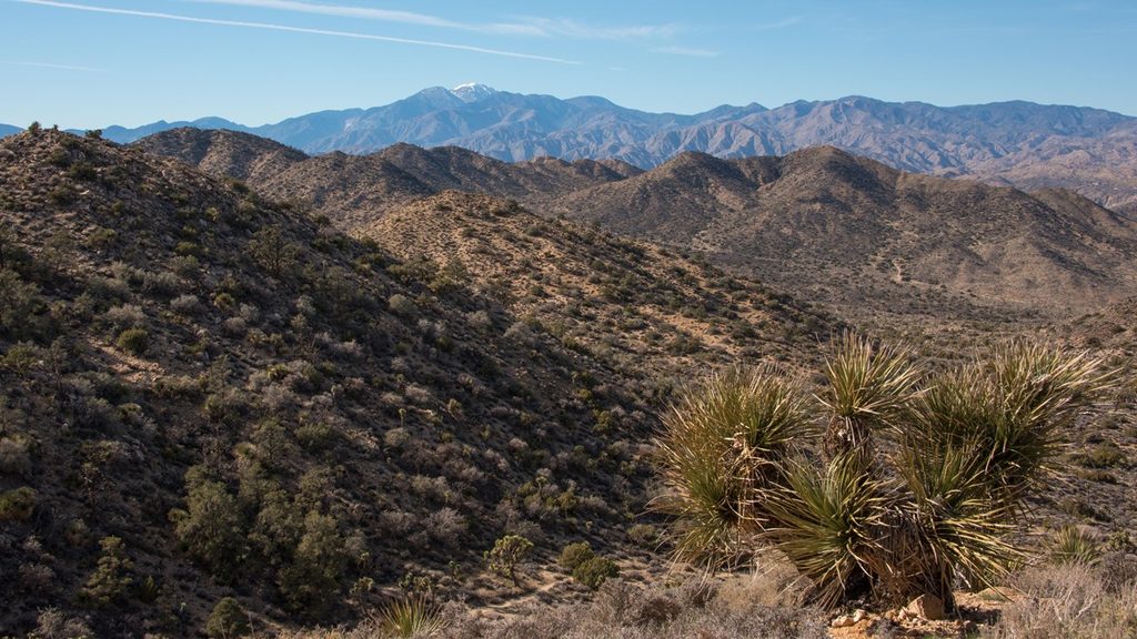 High View, Joshua Tree National Park