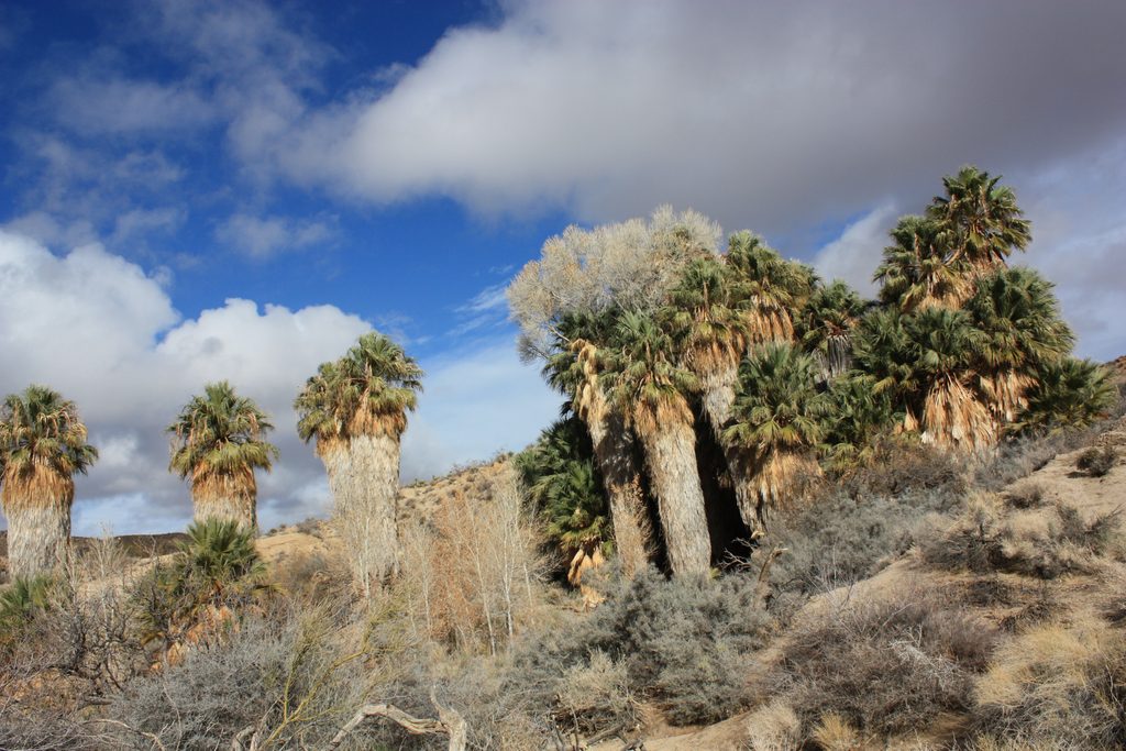 Cottonwood Spring, Joshua Tree National Park