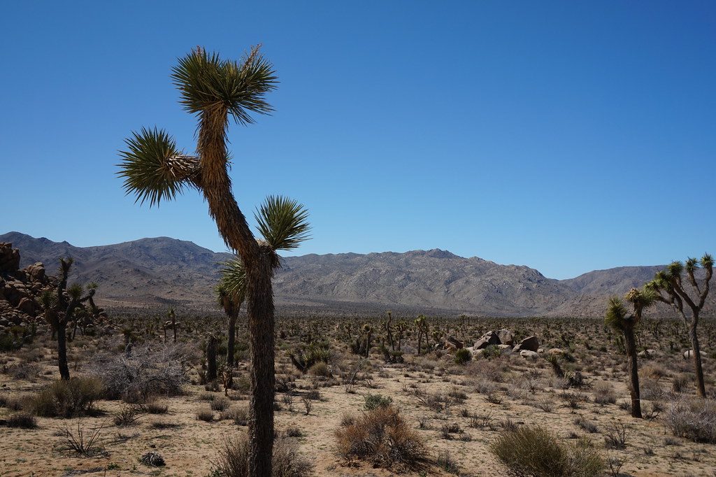 Quail Mountain, Joshua Tree National Park