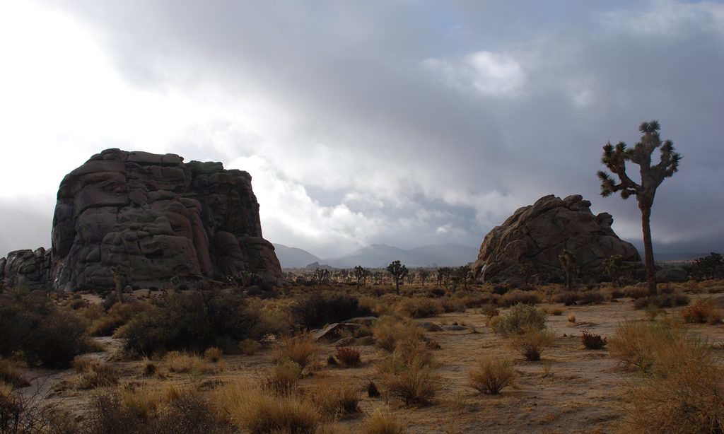 Cyclops Rock, Joshua Tree National Park