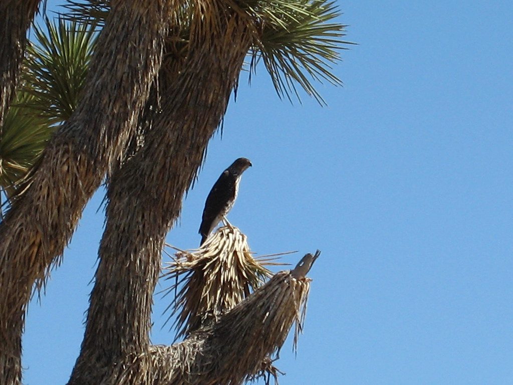 Cow Camp, Joshua Tree National Park