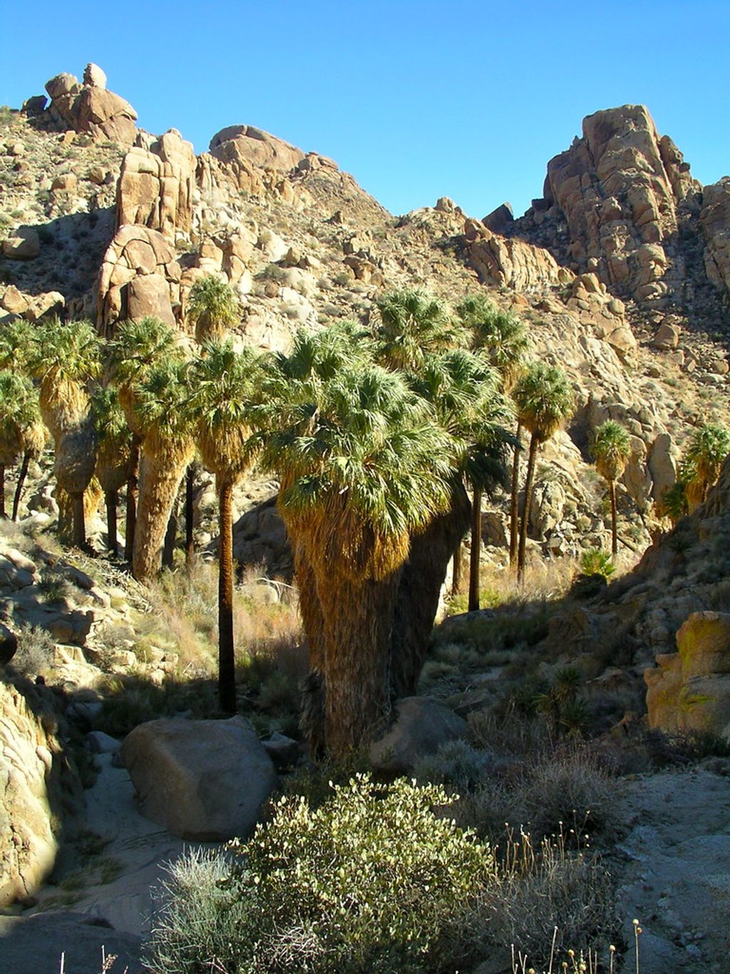 Lost Palms Oasis, Joshua Tree National Park