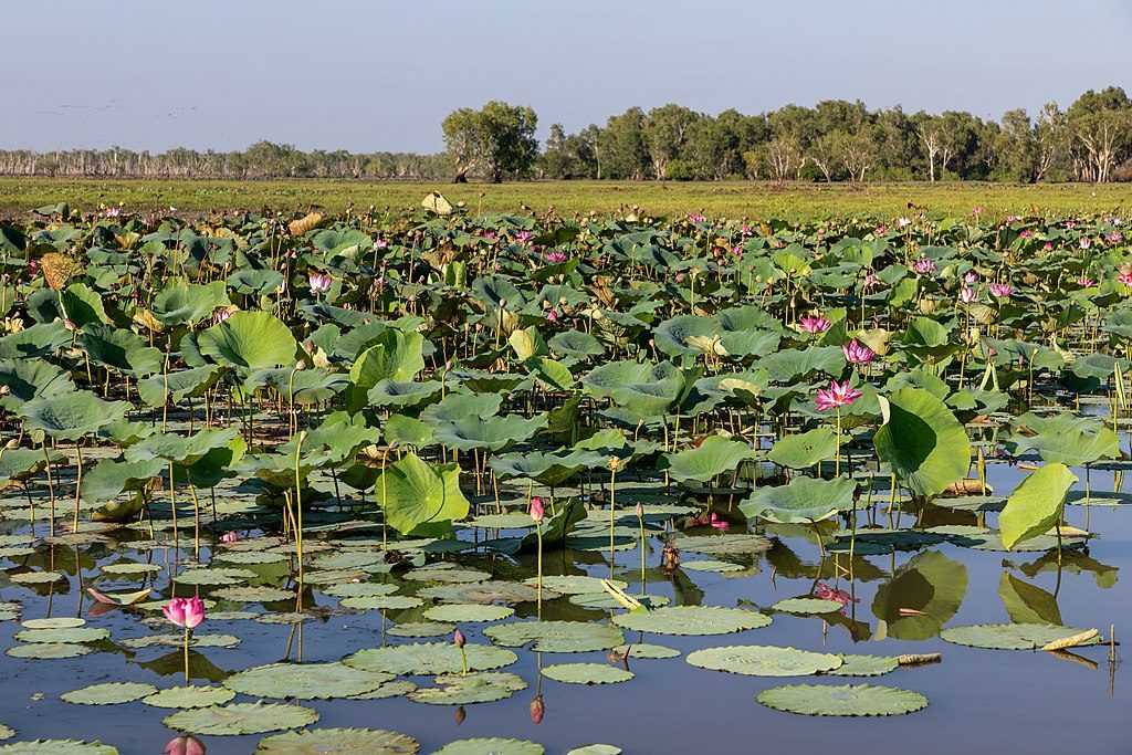 Yellow Water Cruises, Kakadu National Park