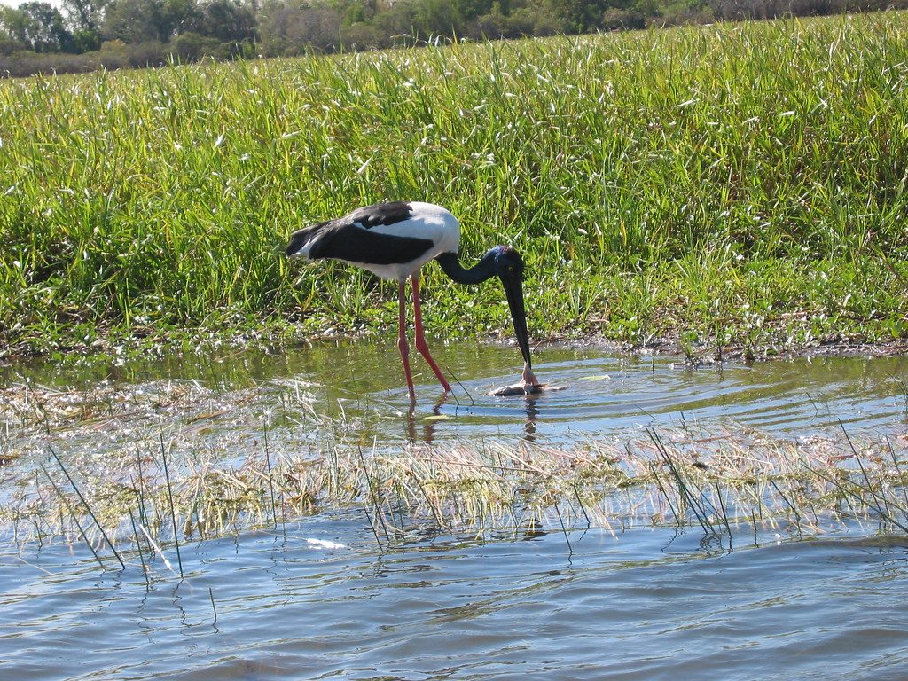Jabiru, Kakadu National Park
