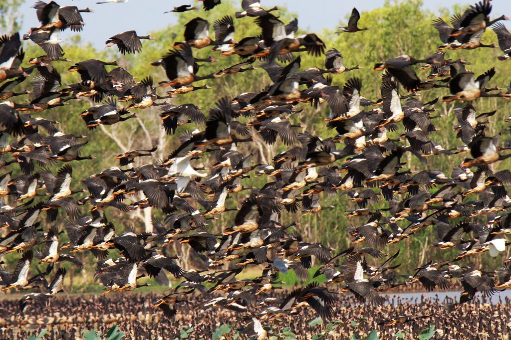 Mamukala Wetlands, Kakadu National Park