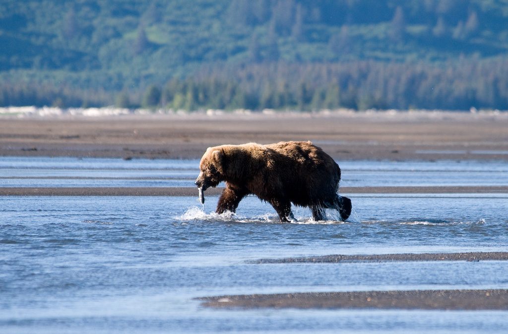 Hallo Bay, Katmai National Park