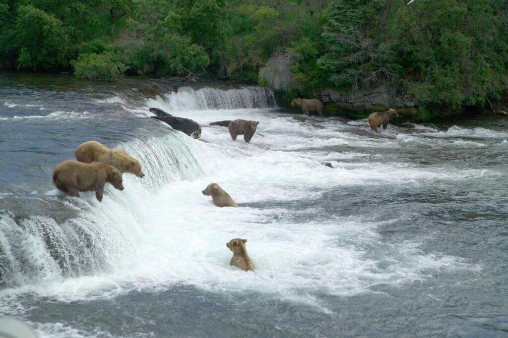 Brooks Falls, Katmai National Park