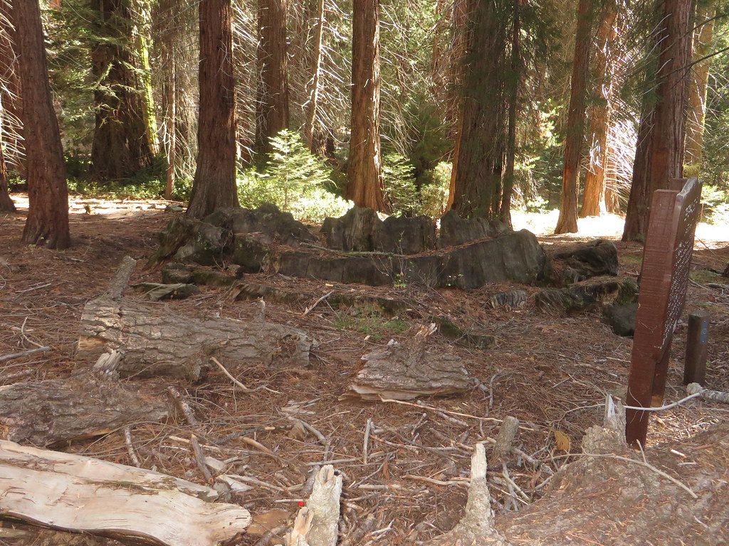Centennial Stump, Kings Canyon National Park