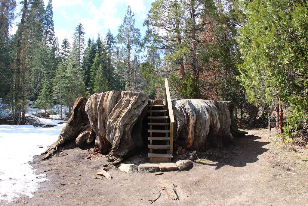 Mark Twain Stump, Kings Canyon National Park