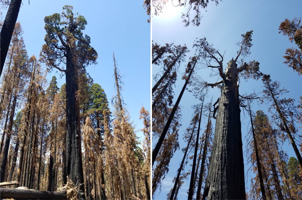 Hart Tree, Kings Canyon National Park
