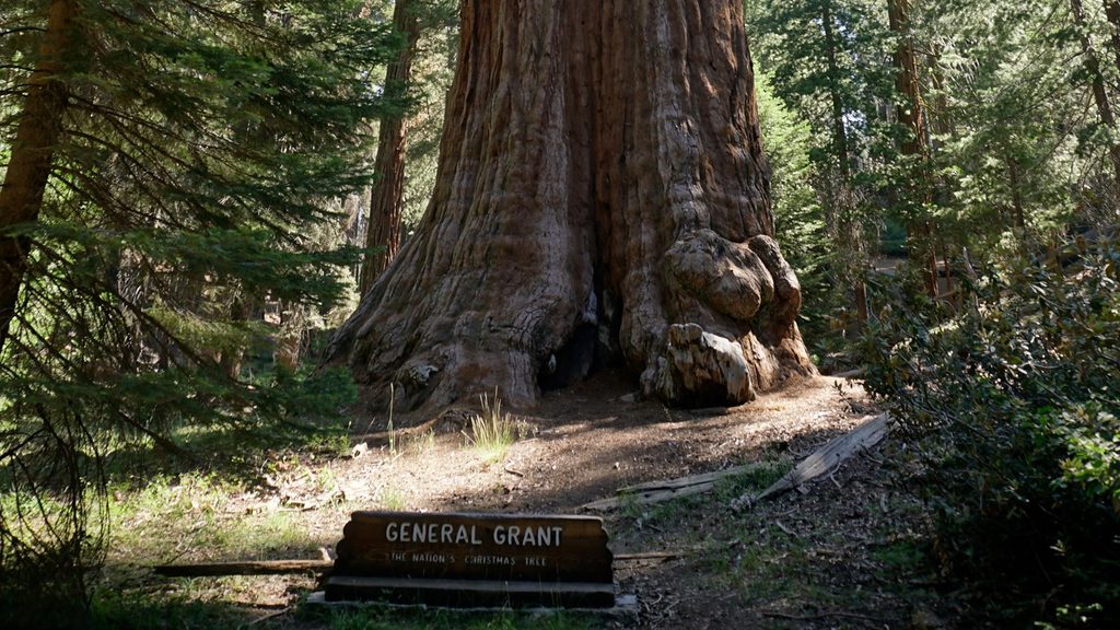 Grant Grove, Kings Canyon National Park