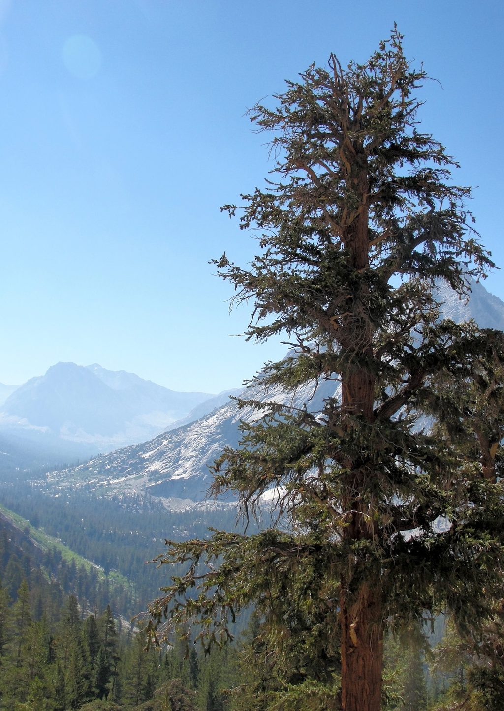 Vidette Meadow, Kings Canyon National Park