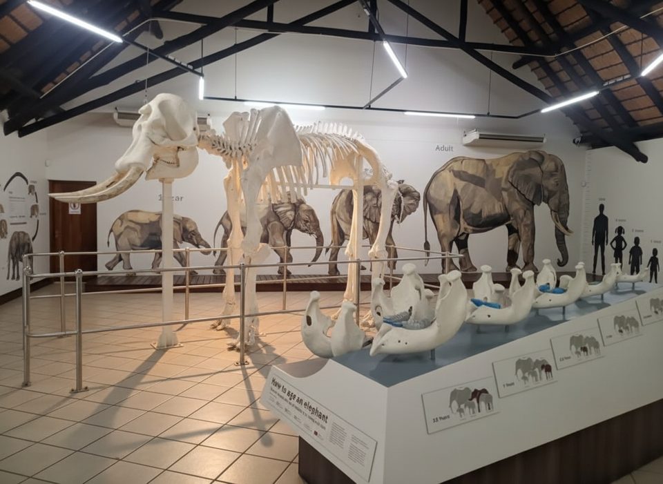Elephant Hall of Fame, Kruger National Park
