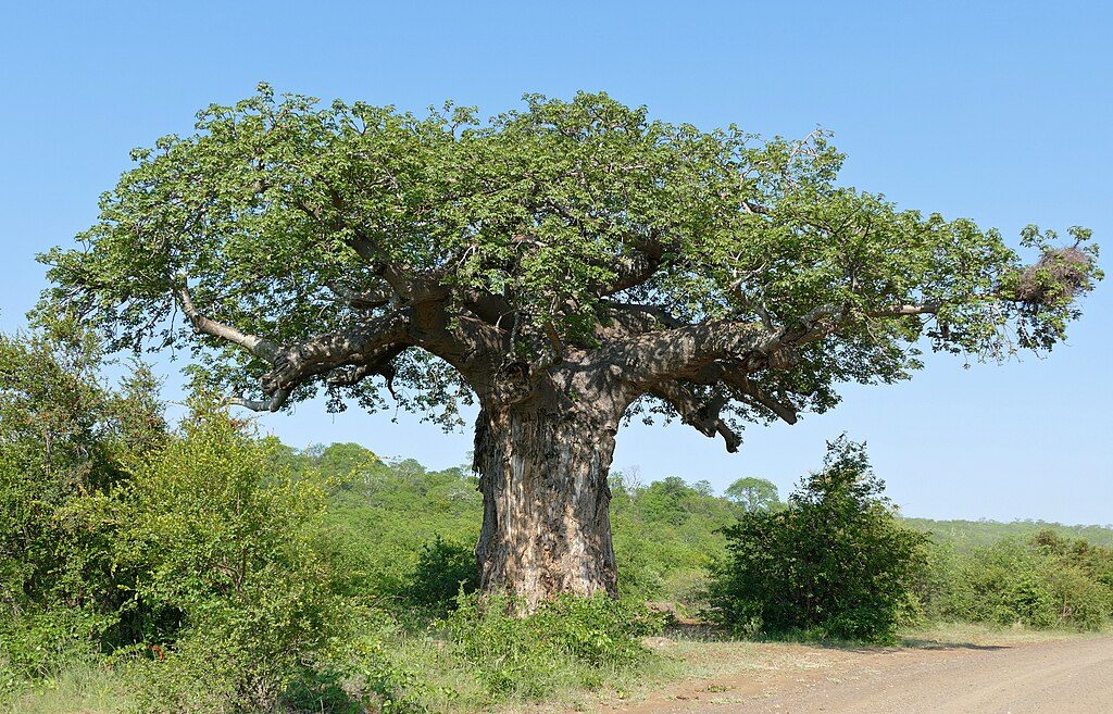 Von Wielligh Baobab, Kruger National Park