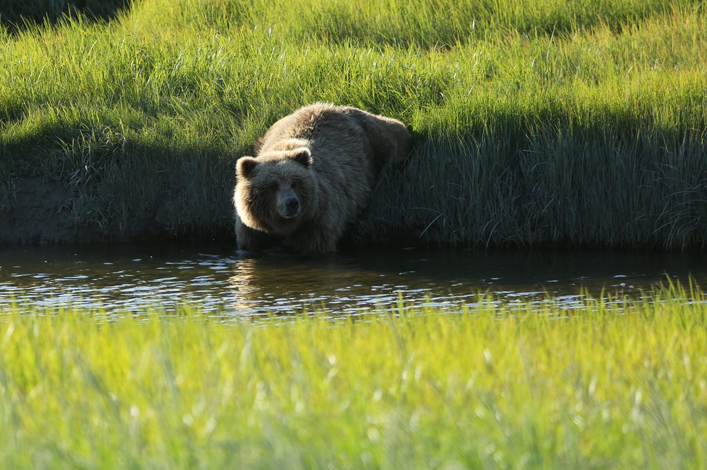 Chinitna Bay Bear Viewing Area, Lake Clark National Park