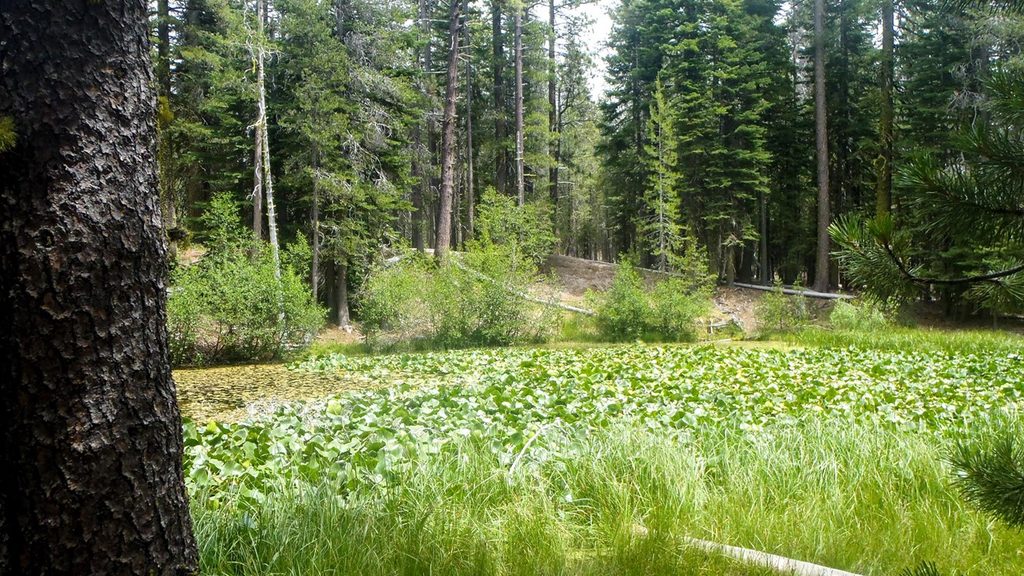 Lily Pond, Lassen Volcanic National Park