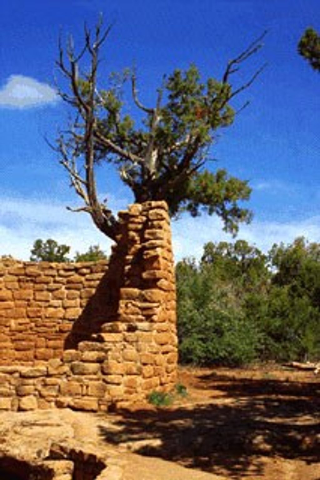Cedar Tree Tower, Mesa Verde National Park
