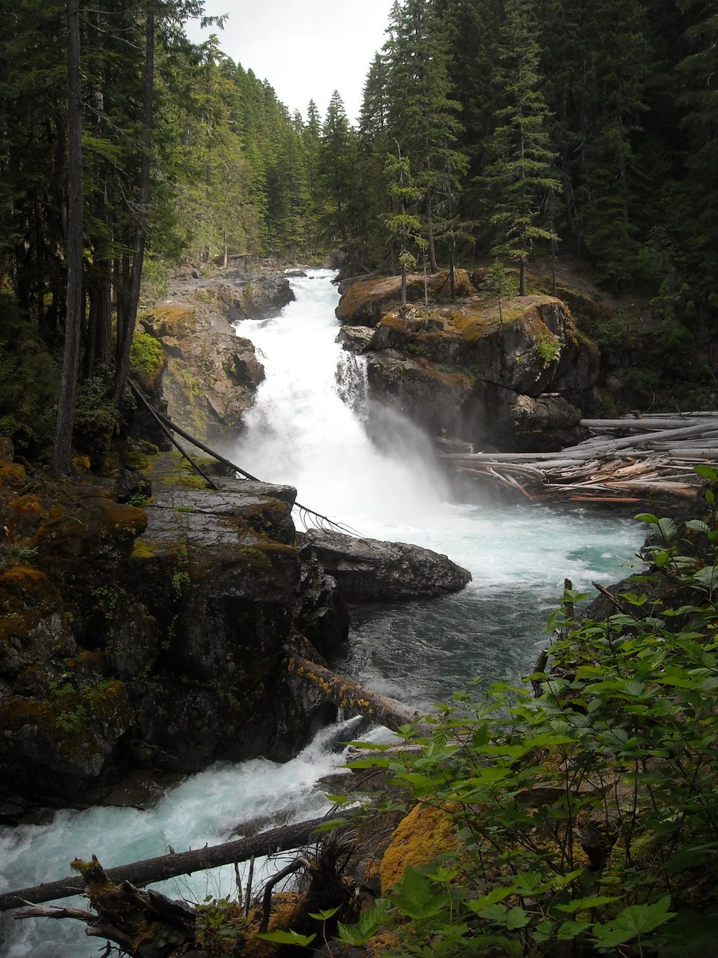 Ohanapecosh Area, Mount Rainier National Park