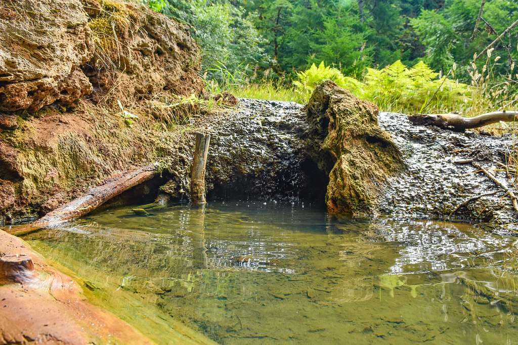 Ohanapecosh Hot Springs (remnants), Mount Rainier National Park