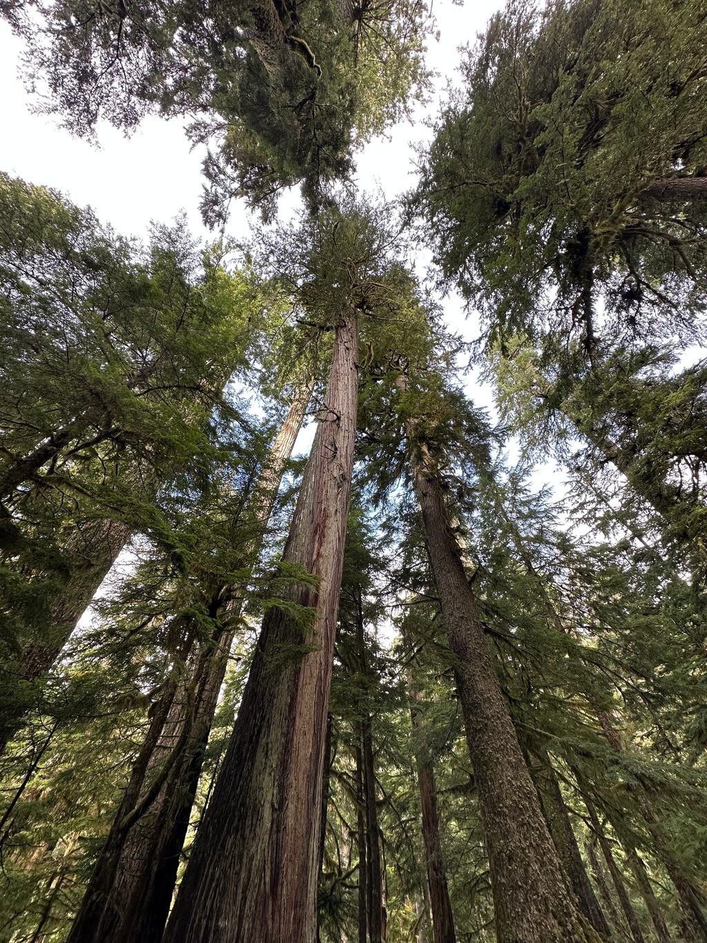 Twin Firs, Mount Rainier National Park