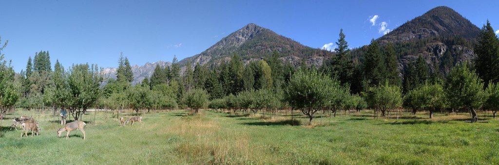 Buckner Orchard, North Cascades National Park
