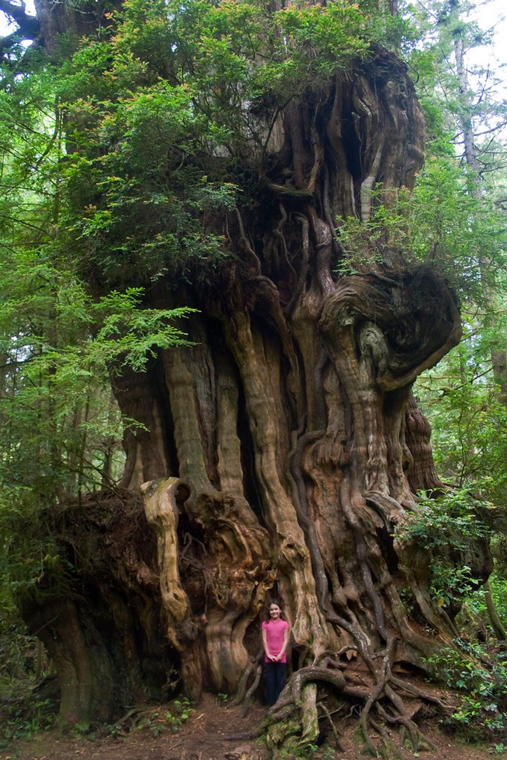 Quinault Big Cedar, Olympic National Park