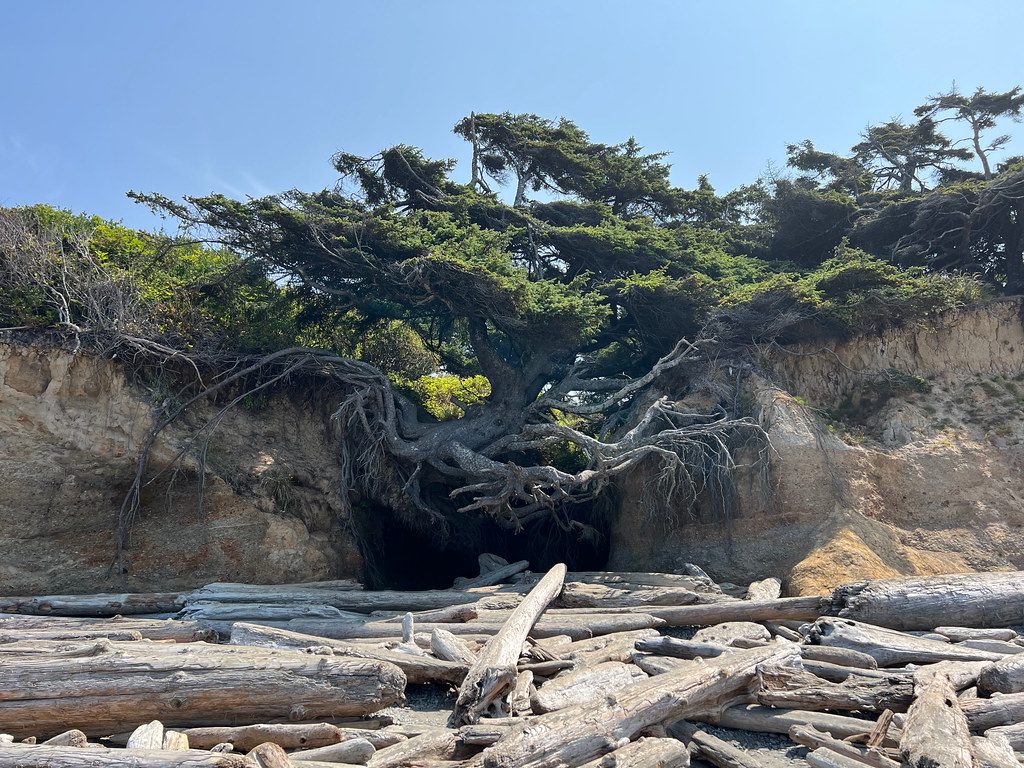 Kalaloch Tree of Life, Olympic National Park