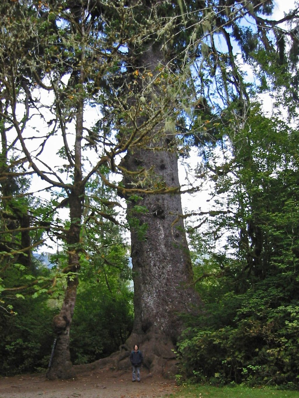 World's Largest Sitka Spruce, Olympic National Park