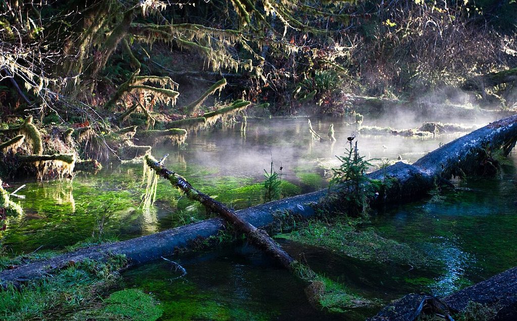 Hoh Rain Forest, Olympic National Park