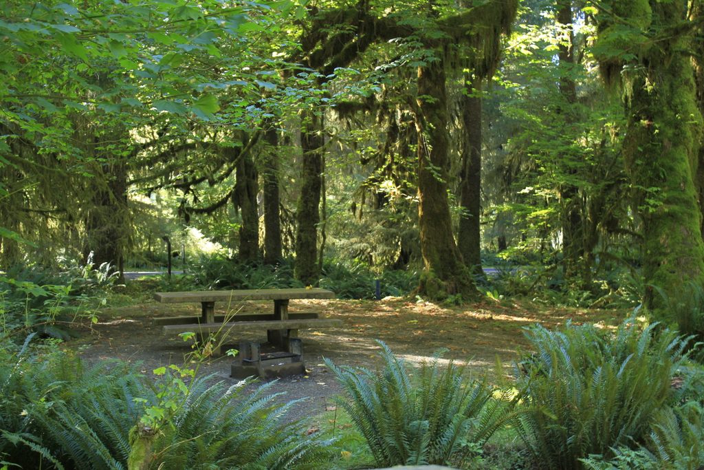 Hoh Campground, Olympic National Park