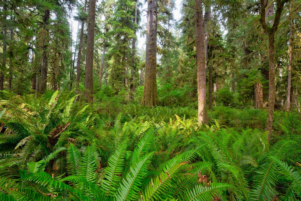 Bogachiel Rain Forest, Olympic National Park