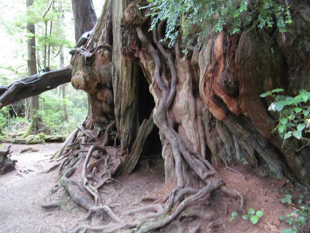 Big Cedar Tree, Olympic National Park