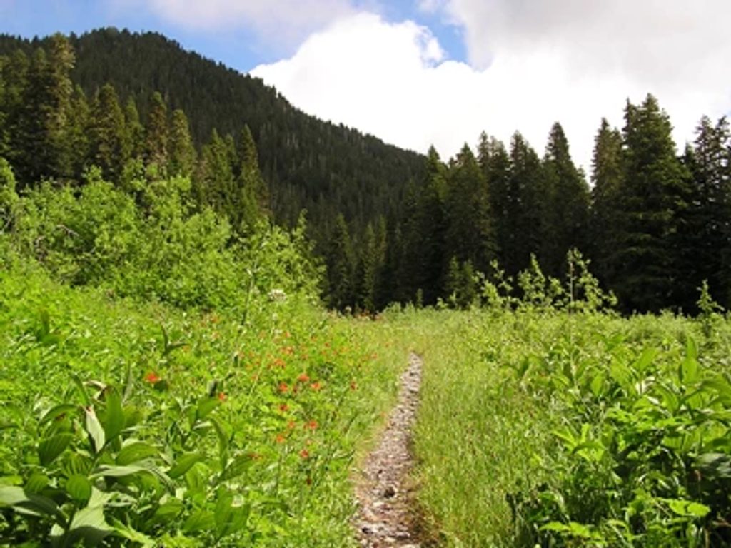 Low Divide, Olympic National Park