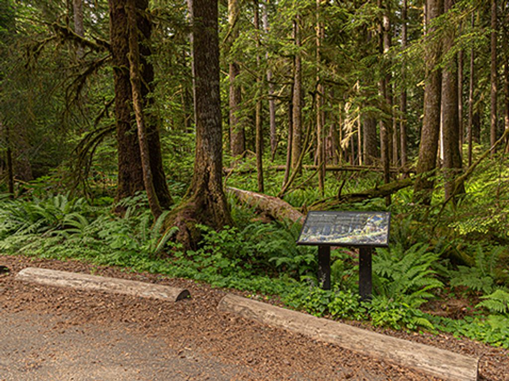Ancient Groves, Olympic National Park