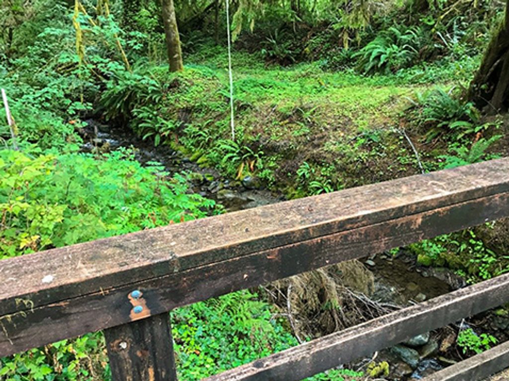 July Creek Picnic Area, Olympic National Park