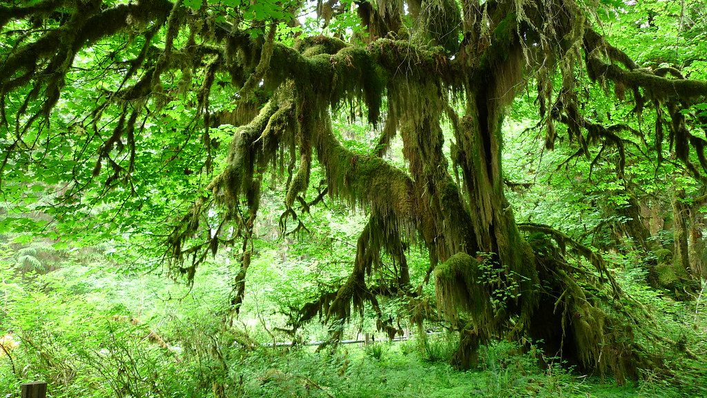 Hall of Mosses, Olympic National Park