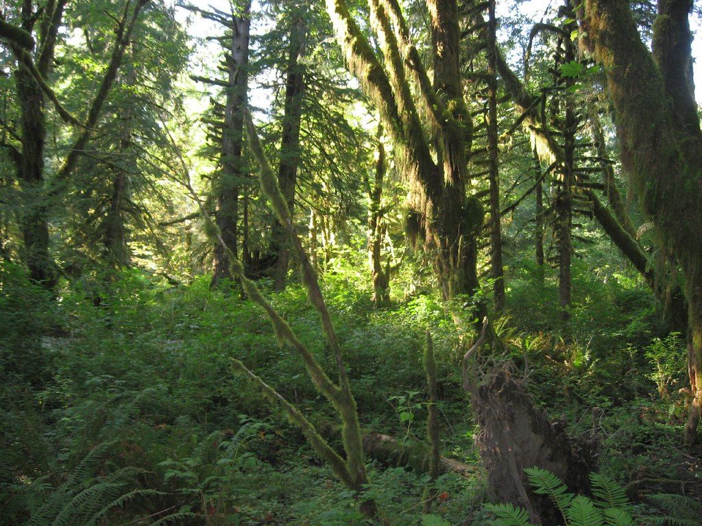 Quinault Rain Forest, Olympic National Park