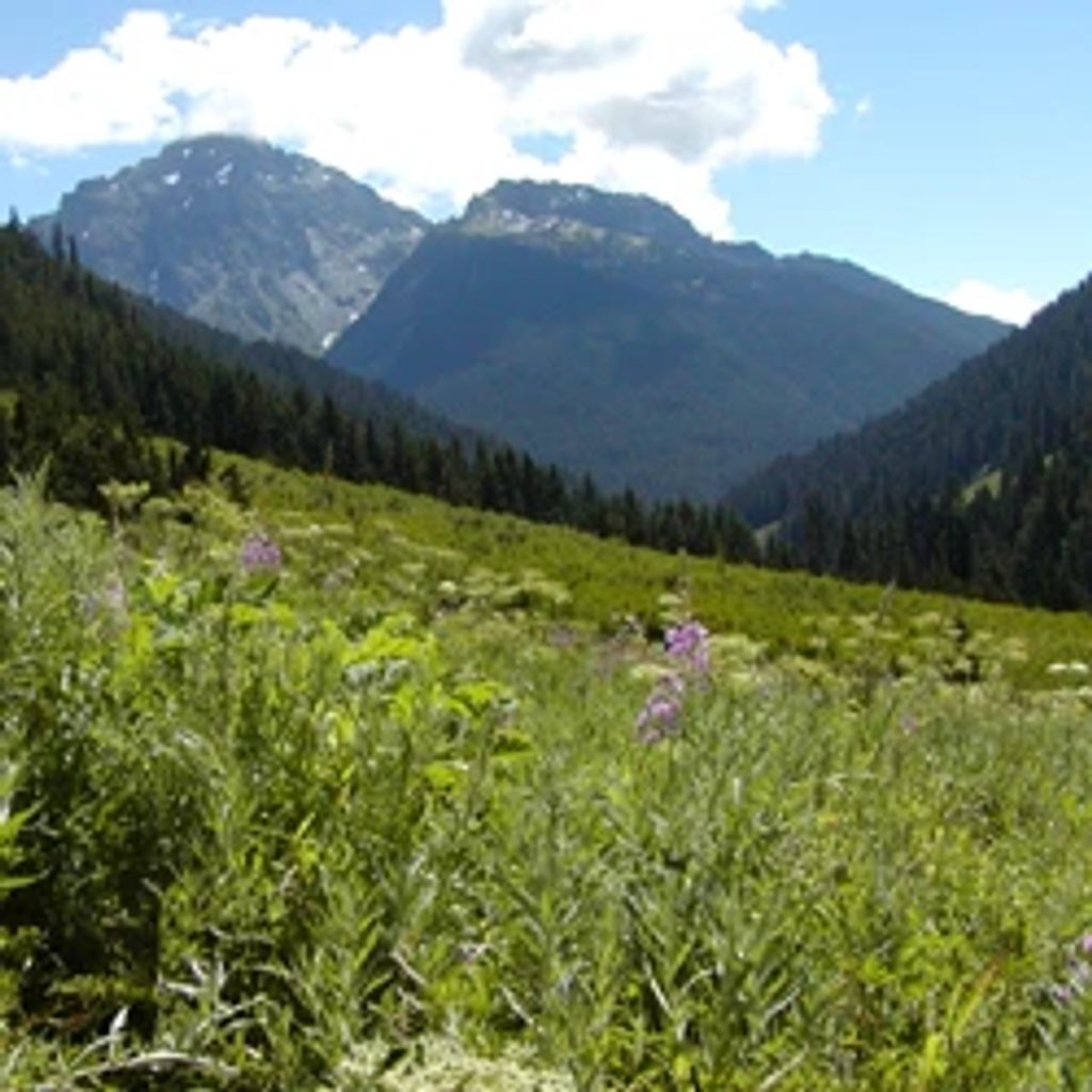 Dosewallips Campground, Olympic National Park