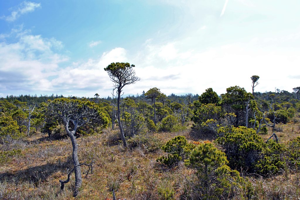 Shorepine Bog, Pacific Rim National Park Reserve