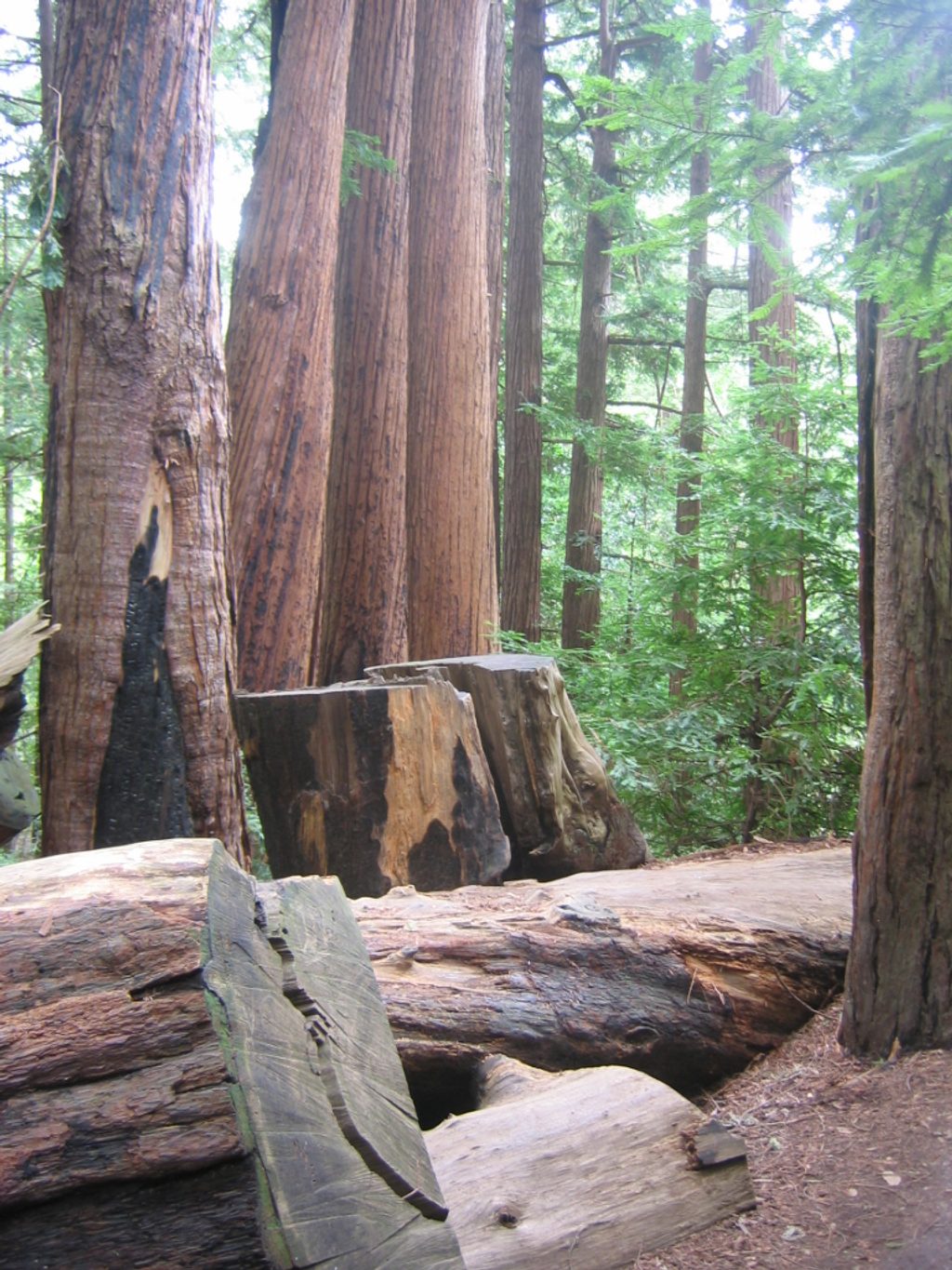 Pfeiffer Big Sur Campground, Pfeiffer Big Sur State Park