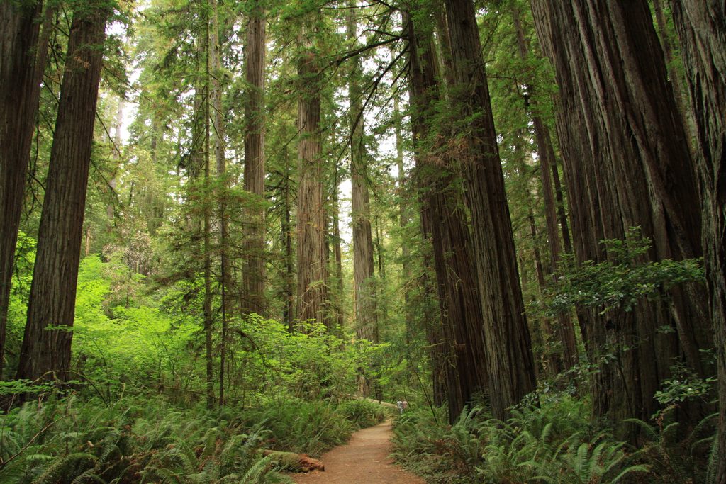 Stout Memorial Grove, Redwood National Park