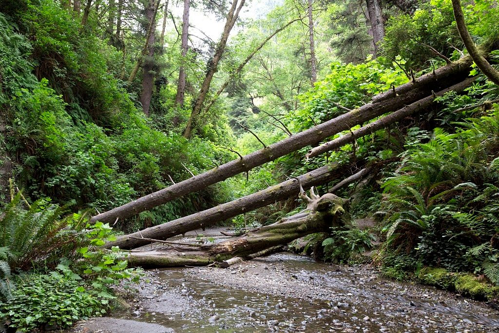 Fern Canyon, Redwood National Park