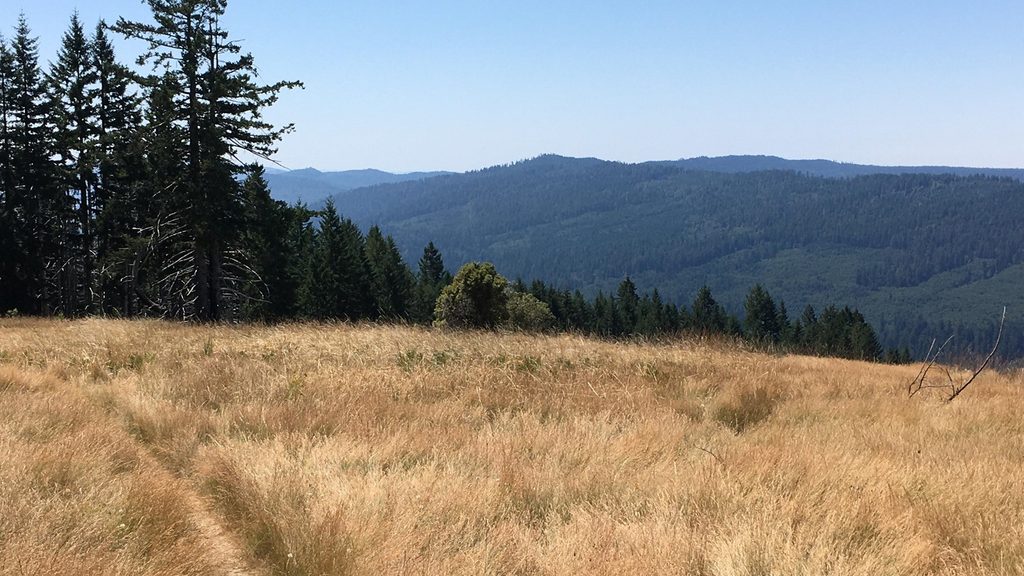 Dolason Prairie, Redwood National Park