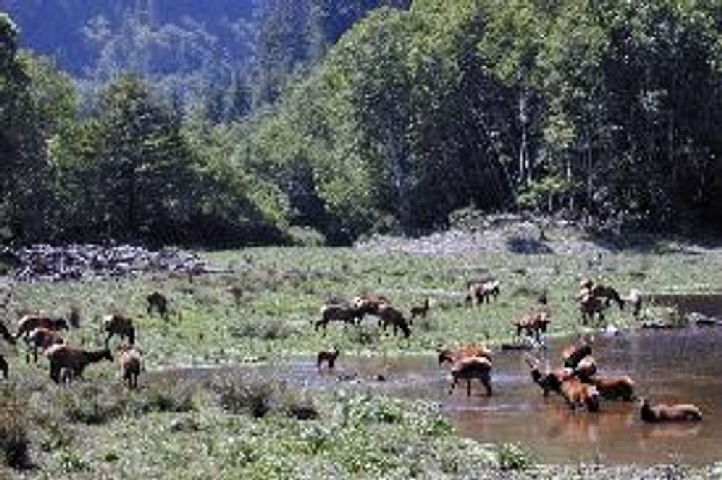 Elk Meadow Day Use Area, Redwood National Park